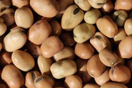 Faba Beans