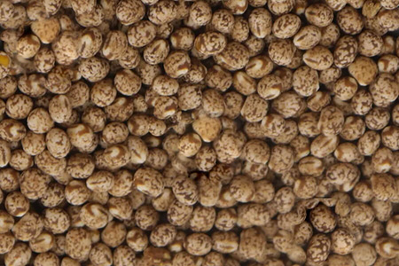 Lupins