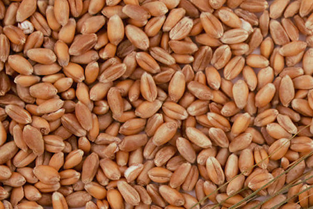 Barley