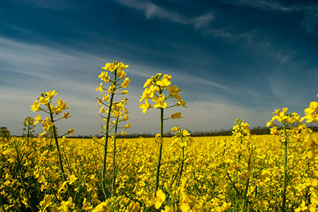 Canola