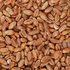 Barley