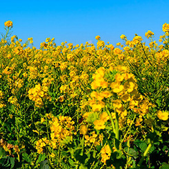 Canola