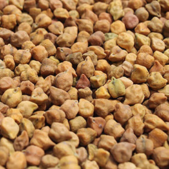 Chick Peas