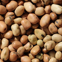 Faba Beans