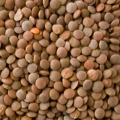 Lentils