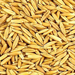 Oats