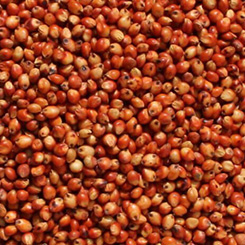 Sorghum