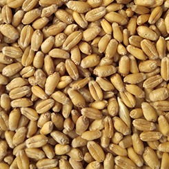 Wheat