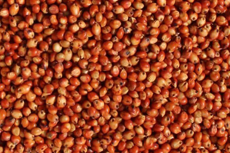 Sorghum