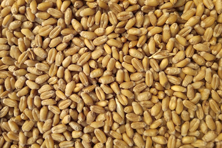 Wheat